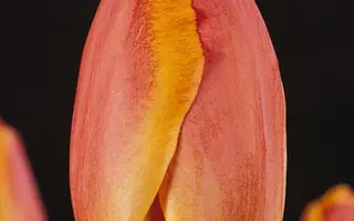 Parade Elite / Парадэ Элитэ