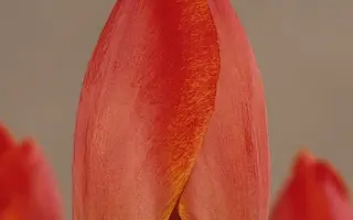 Parade Record / Парадэ Рэцорд