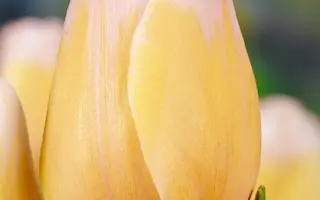 Parasol / Парасол