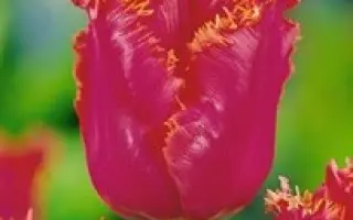 Party Time / Парть Тимэ