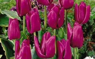 Passionale / Пассионалэ