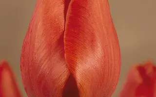 Patilmo / Патилмо