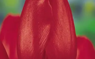 Patriot / Патриот