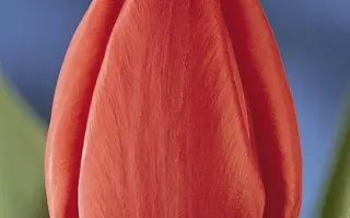 Paul Richter / Паул Ричтэр