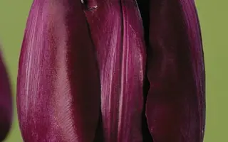 Paul Scherer / Паул Счэрэр