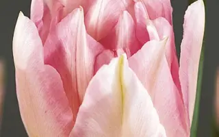 Peach Blossom / Пэач Блоссом