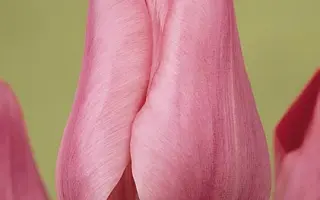 Peer Gynt / Пээр Гьнт