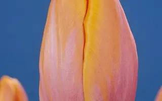 Peerless Beauty / Пээрлэсс Бэауть