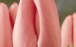 Peerless Pink / Пээрлэсс Пинк