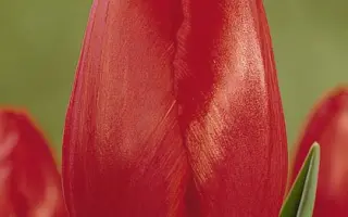 Peking / Пэкинг