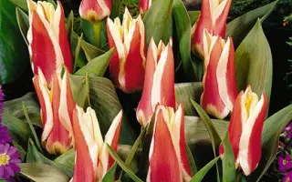 Perfectionist / Пэрфэцтионист