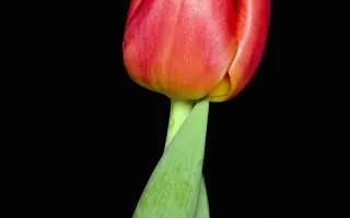 Perpetua / Пэрпэтуа