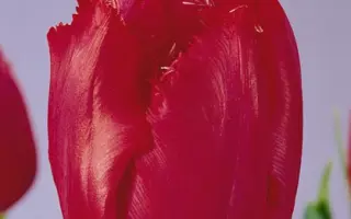 Petticoat / Пэттицоат