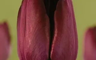 Phillipe de Comines / Пhиллипэ дэ Цоминэс