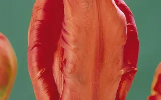 Phoenix Memory / Пhоэниx Мэморь