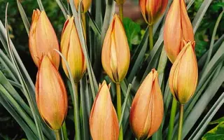 Piccolo / Пиццоло