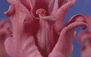 Picture / Пицтурэ