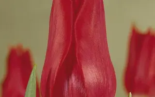 Pieter de Leur / Пиэтэр дэ Лэур