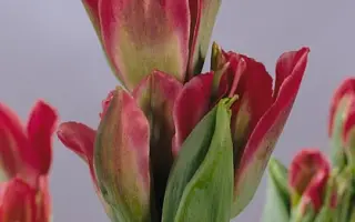 Pimpernel / Пимпэрнэл