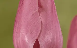 Pink Cloud / Пинк Цлоуд