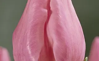 Pink Lady / Пинк Ладь