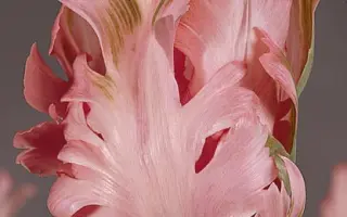 Pink Panther / Пинк Пантhэр