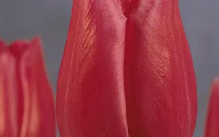 Pink Parody / Пинк Пародь