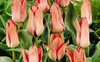 Pink Sensation / Пинк Сэнсатион