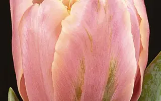 Pink Star / Пинк Стар