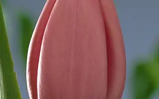 Pink Supreme / Пинк Супрэмэ