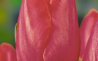 Pink Trophy / Пинк Тропhь