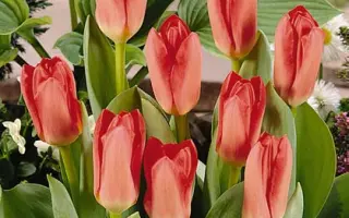 Pinkeen / Пинкээн