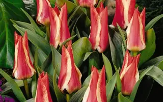 Pinocchio / Пиноцчио