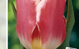 Pirand / Пиранд