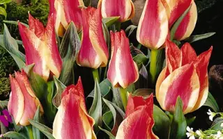 Plaisir / Плаисир