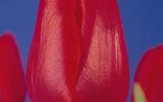 Polderboy / Полдэрбоь