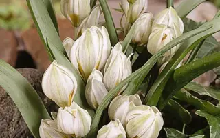 Polychroma / Польчрома