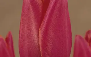 Pomerol / Помэрол