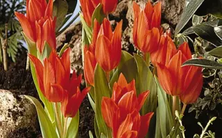 Ppraestans 'Van Tubergen's Variety' / Ппраэстанс 'Ван Тубэргэн'с Вариэть'