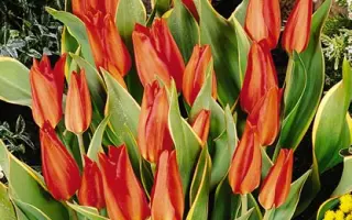 Praestans 'Bloemenlust' / Праэстанс 'Блоэмэнлуст'