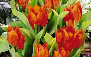 Praestans 'Fusilier' / Праэстанс 'Фусилиэр'