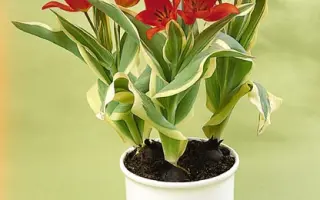 Praestans 'Unicum' / Праэстанс 'Уницум'