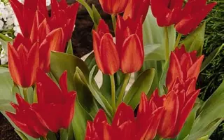 Praestans 'Zwanenburg Variety' / Праэстанс 'Зwанэнбург Вариэть'