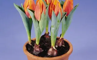 Prairie Fire / Праириэ Фирэ