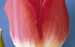 Preludium / Прэлудиум