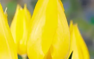 Pretty in Yellow / Прэтть ин Ьэллоw