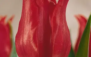 Pretty Woman / Прэтть Wоман