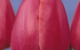 Primavera / Примавэра