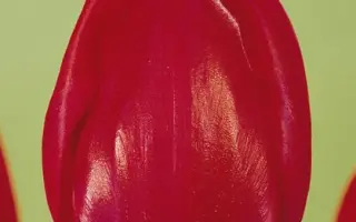 Primavista / Примависта