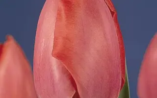 Primeur / Примэур